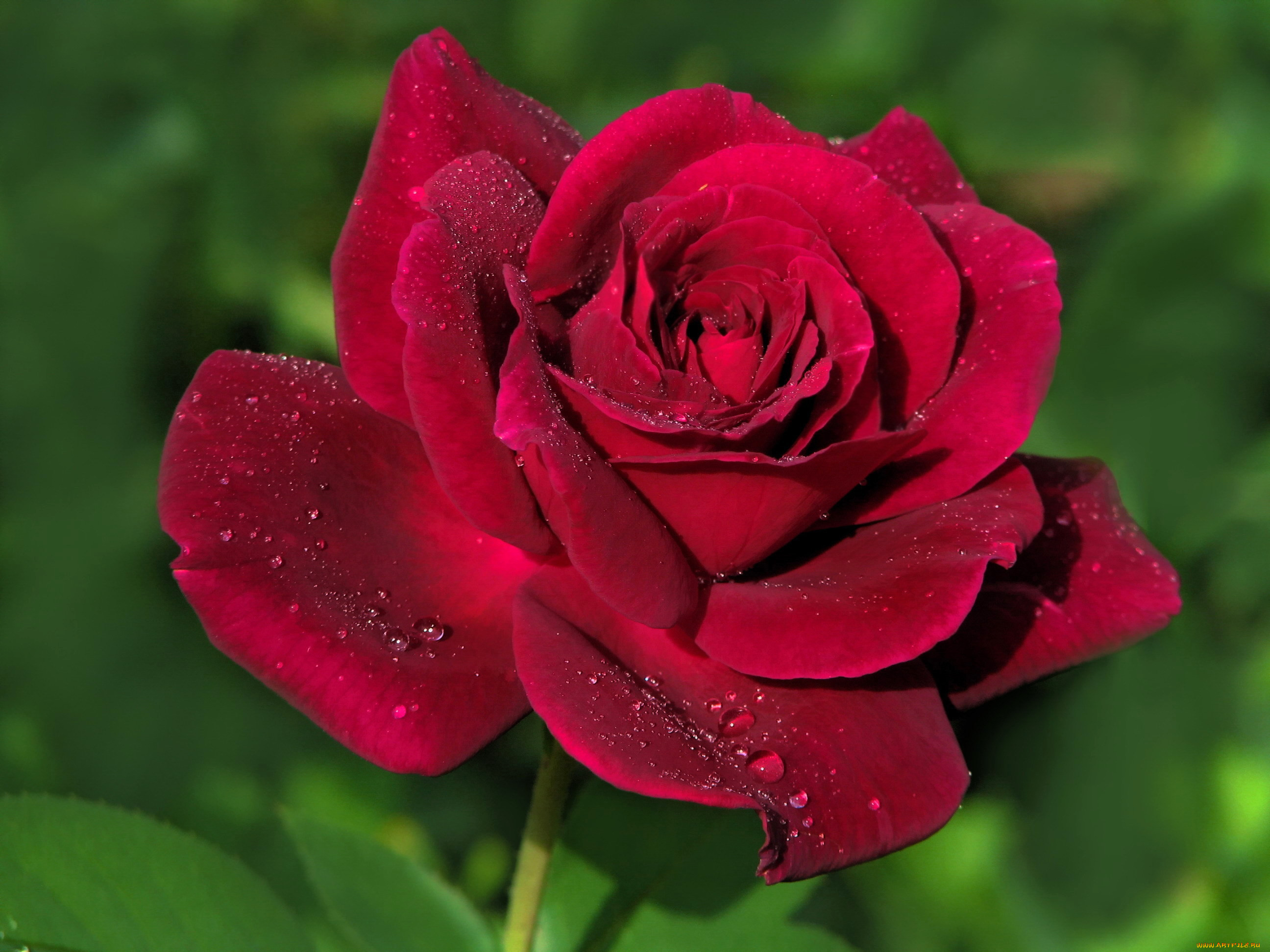 Красивое фото красной розы. Красивые розы. Красные розы. Самые красивые розы.